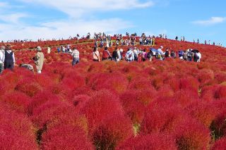 紅葉（撮影：2023年10月23日）