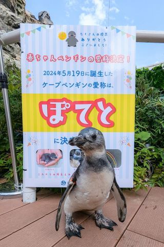 赤ちゃんペンギン「ぽてと」