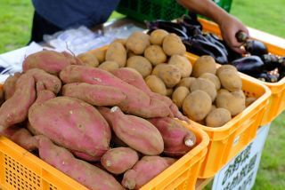 野菜詰め放題