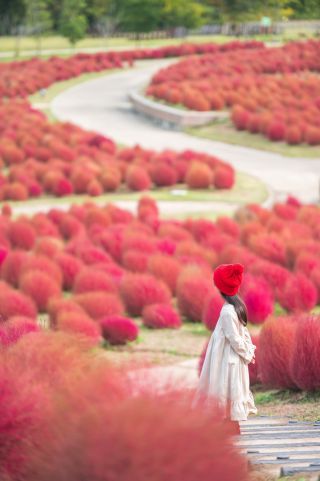 真赤に染まる丘を楽しめるのは10月中旬の見込み。（写真は過去10月25日に撮影した際の色合いです）