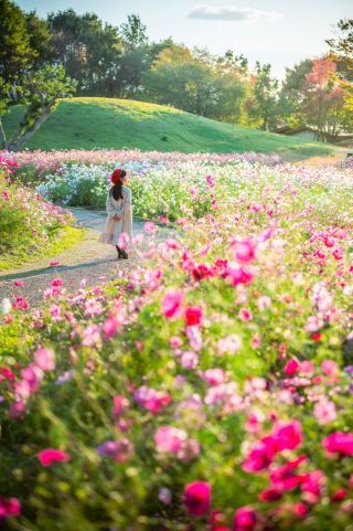 秋風に揺れるコスモスに囲まれて、のんびり公園散策をお楽しみください。