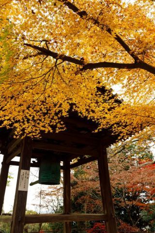 根香寺の紅葉