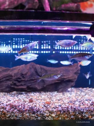 中央の水槽に魚が回遊しています