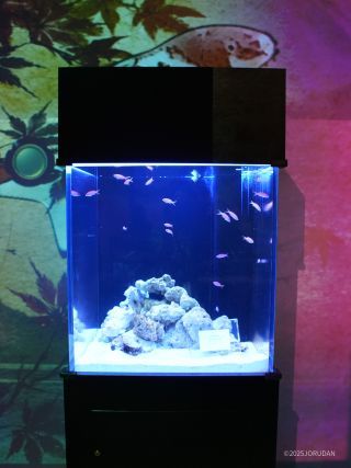 秋の草花を連想する魚たち