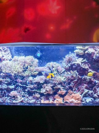 併設されたサンゴ水槽