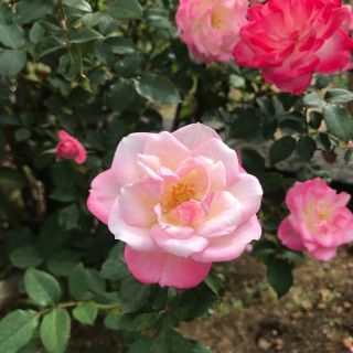生田緑地ばら苑2