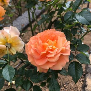 生田緑地ばら苑3