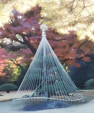 雪吊り実演
