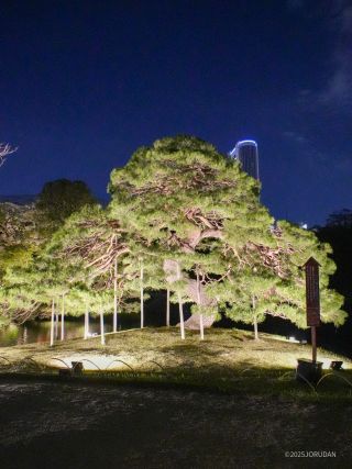 夜の姿との違いを楽しもう