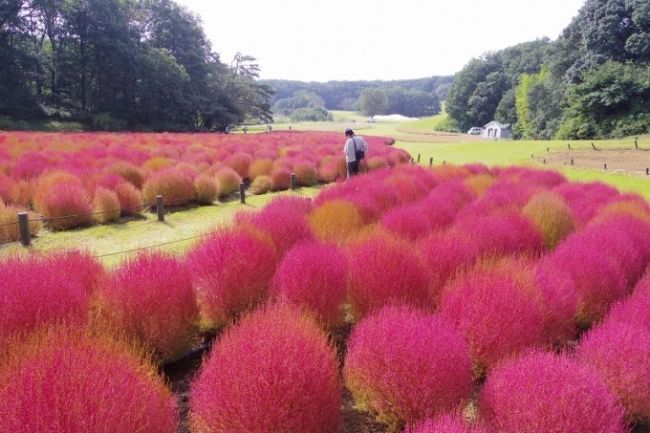 埼玉 国営武蔵丘陵森林公園で人気の コキア を楽しもう 10月中旬 下旬が見ごろ 紅葉情報