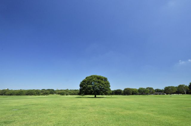 国営昭和記念公園　みんなの原っぱ