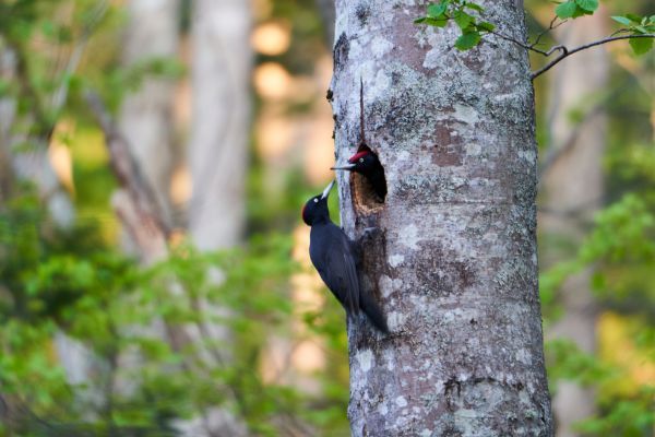 弟子屈エリアの野鳥