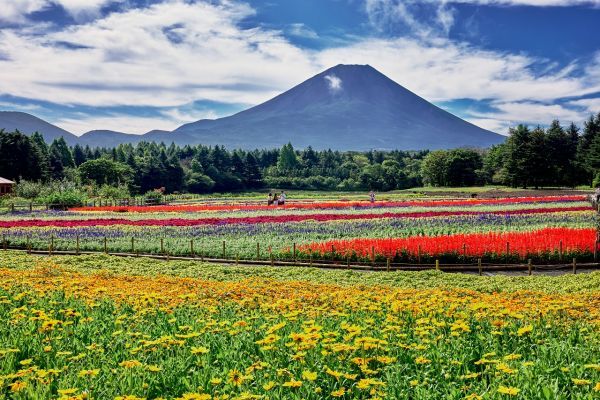 富士本栖湖リゾート・虹の花まつり