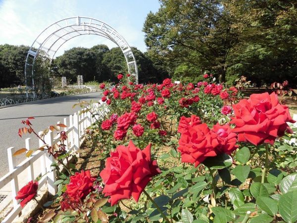 代々木公園のバラ