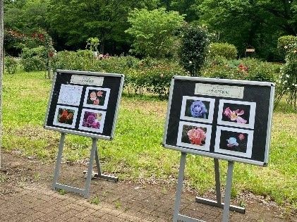 前回のバラの写真展の様子