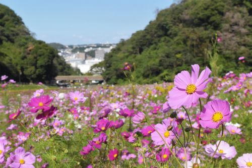 コスモス開花シーズン