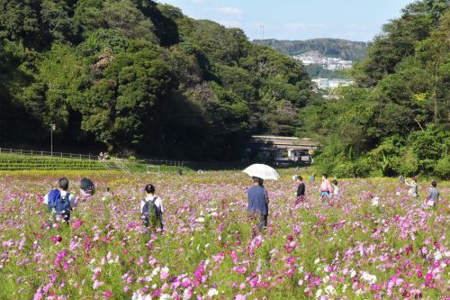 コスモス園