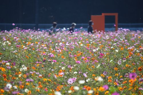 あけぼの山農業公園の「コスモス」