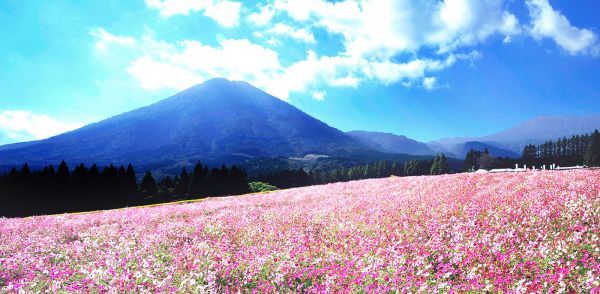 花の駅生駒高原コスモス祭り2022