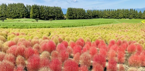 3,000株のコキア