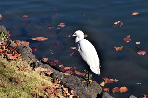 旧芝離宮恩賜庭園