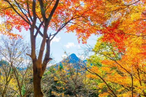 御岳山の美しい紅葉2