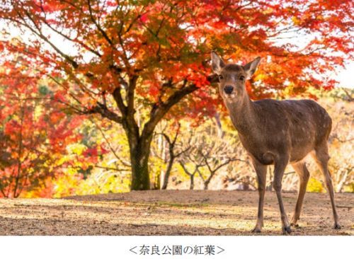 5位 奈良（奈良県）