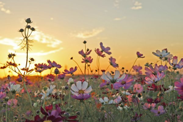 夕日のコスモス