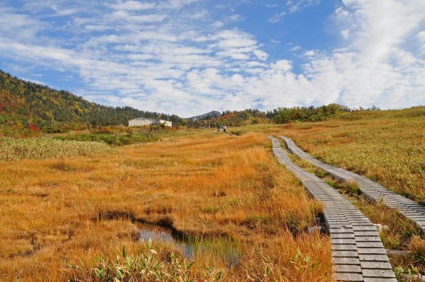 弥陀ヶ原高原10月中旬：木道での紅葉散策