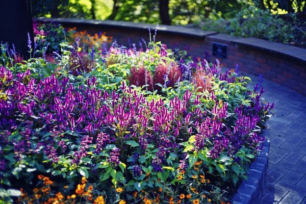 神戸布引ハーブ園の植物２