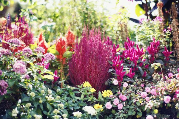 神戸布引ハーブ園の植物３