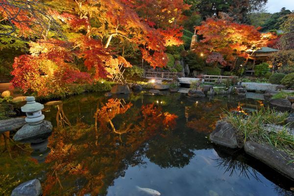 夜間特別拝観1