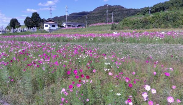 2022年10月14日(金)の広尾東会場の様子(8分咲)