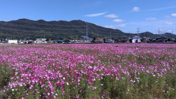 2022年10月14日(金)の高畑会場の様子(間もなく満開)