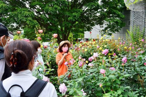 スタッフによるバラ園ガイドツアー