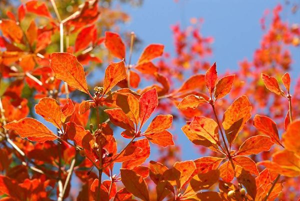 六甲高山植物園の紅葉