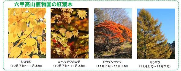 六甲高山植物園の紅葉木