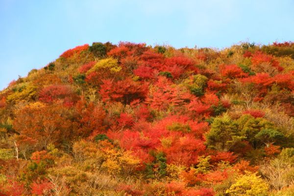 仁田峠の紅葉