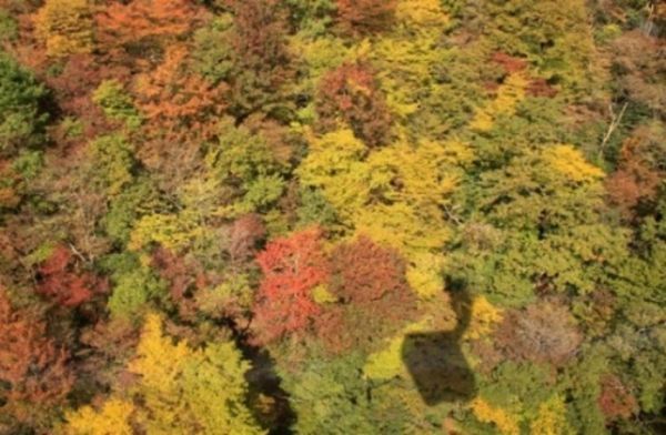 紅葉の絨毯を空中散歩