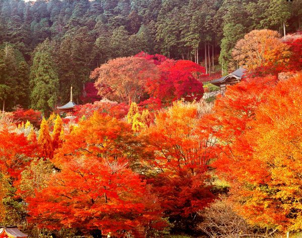 勝尾寺の紅葉1