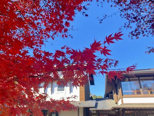 小野路宿里山交流館　紅葉祭り