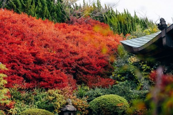 永昌寺 ドウダンツツジ