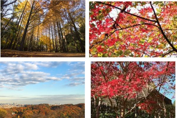 生田緑地内の各紅葉スポット