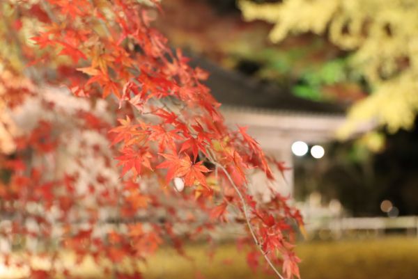 国宝富貴寺大堂の紅葉