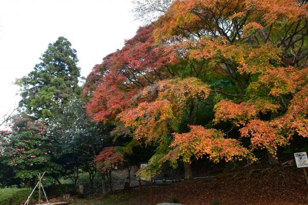 丸山公園 width=