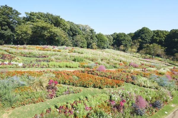 横浜の花で彩る大花壇