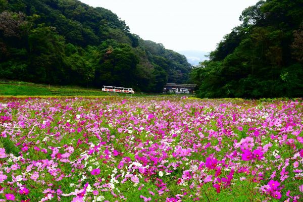 三浦半島最大級・約1.8haのコスモス園にて約100万本のコスモスが開花リレー2