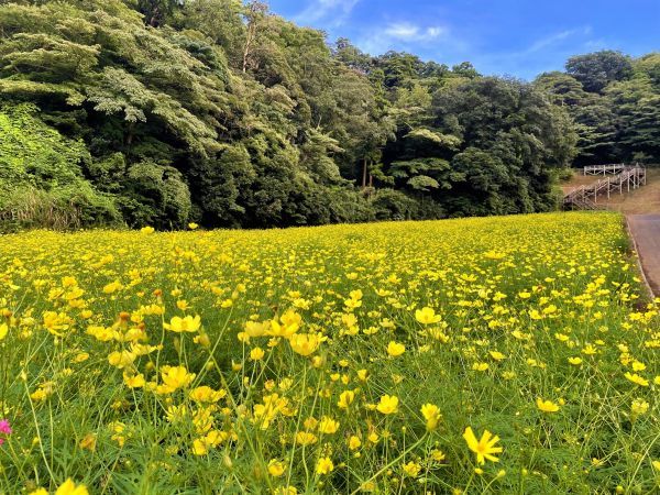 早咲きの「レモンブライト」は明るい黄色のビタミンカラー