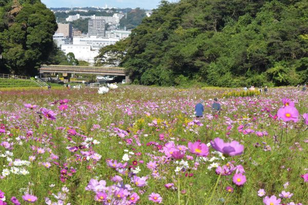 コスモスに囲まれて散策や、写真撮影をお楽しみください