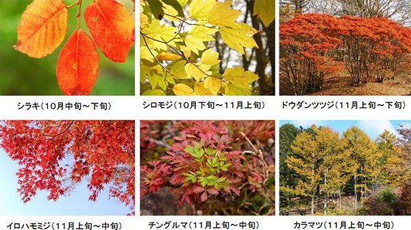 六甲高山植物園の紅葉